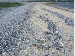 Muschelschalen finden wir auch